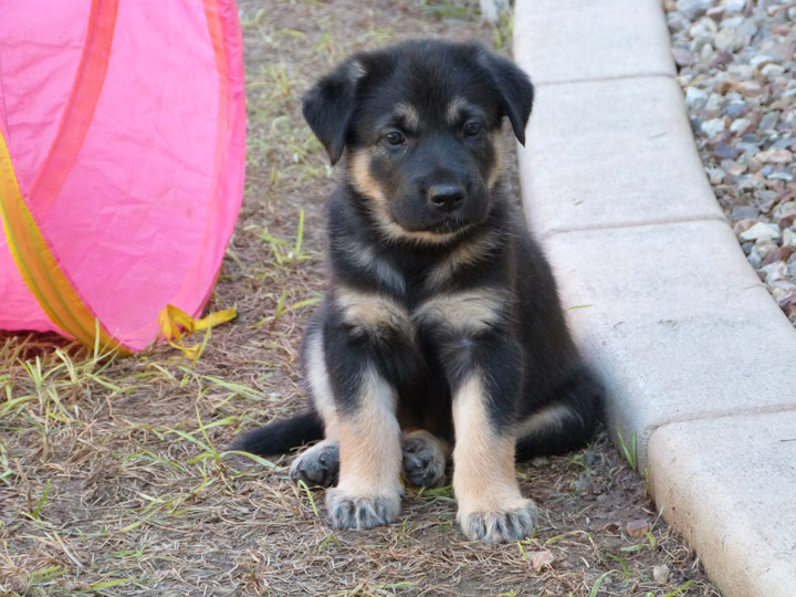 chinook dog